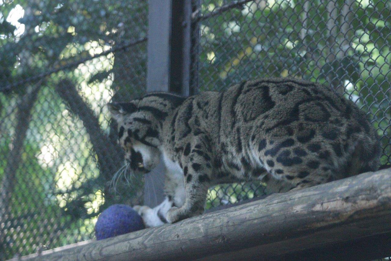 キャットウォークの上でジョリーボールを転がすブー