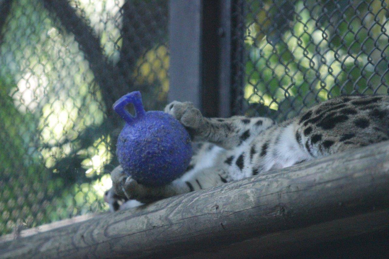 キャットウォークの上でジョリーボールを前肢で持つブー