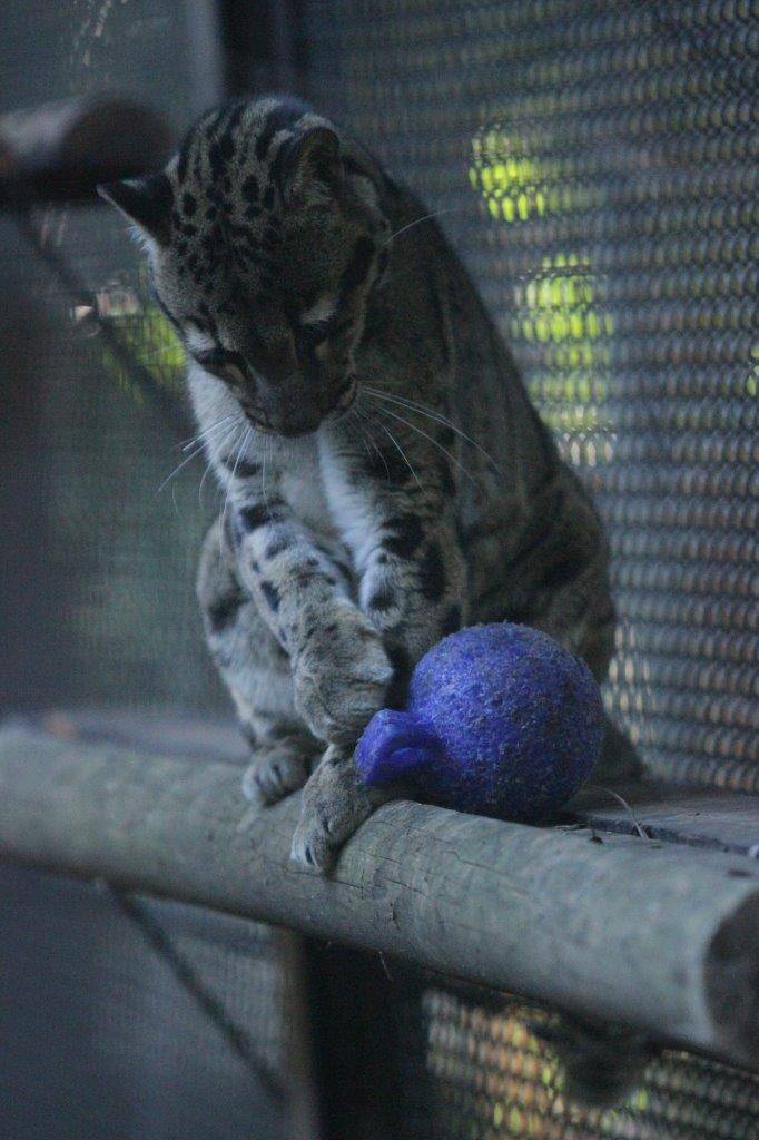 キャットウォークの上でジョリーボールをいじるブー