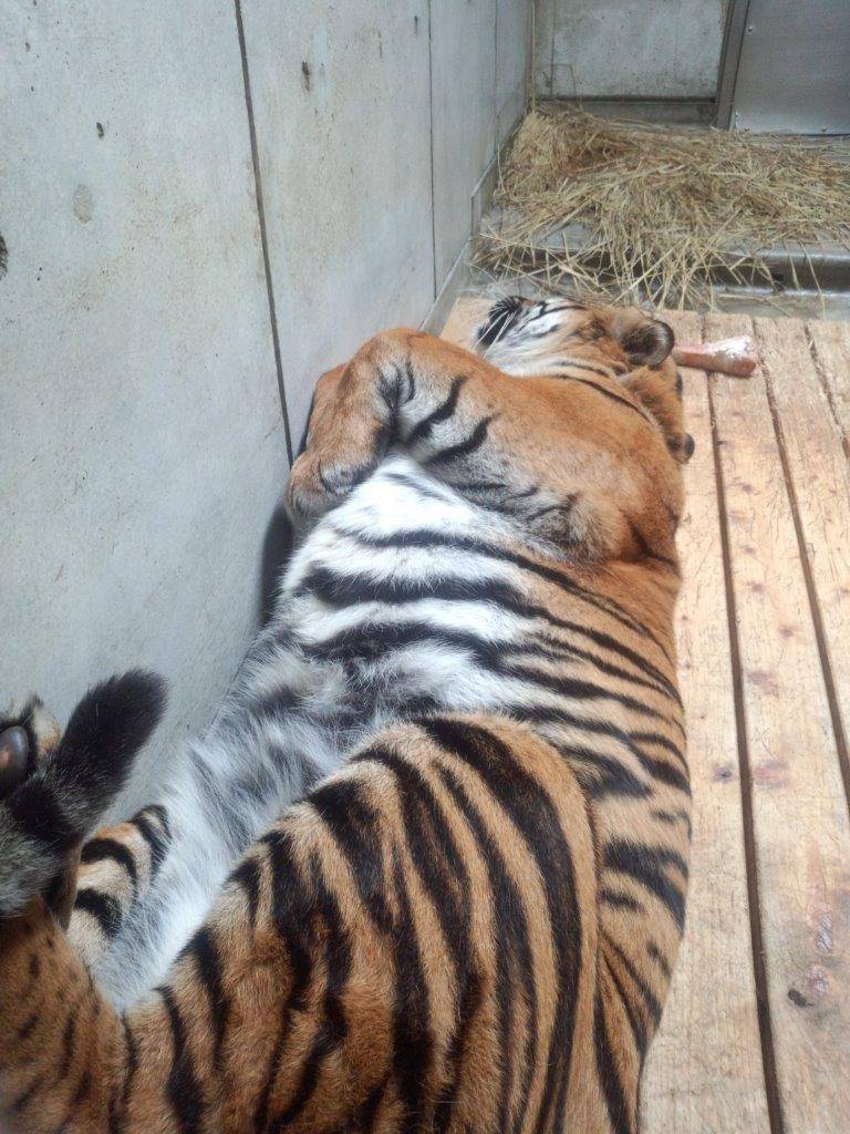 2014年3月、スノコ上で仰向けになって休むガンター