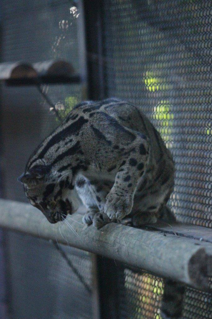 落下したジョリーボールを見つめるブー