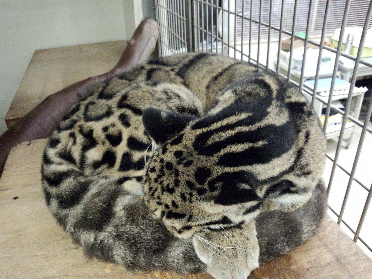 寝台の上で丸まって眠るアニル