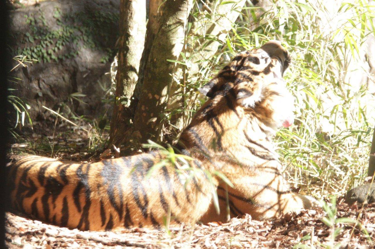 落ち葉の上で欠伸をするデル