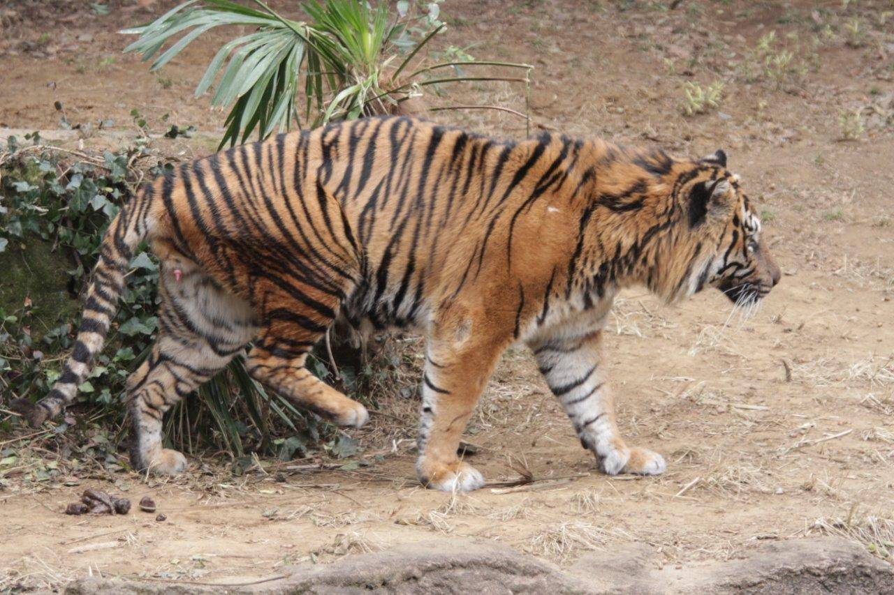 排便をし終えたガンター