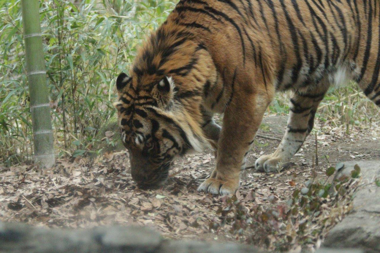 落ち葉の匂いを嗅ぐガンター