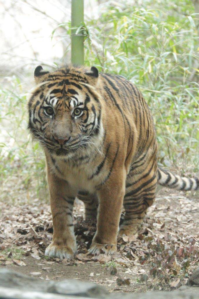 落ち葉の上に移動したガンター