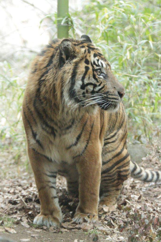 落ち葉の上で排尿するガンター