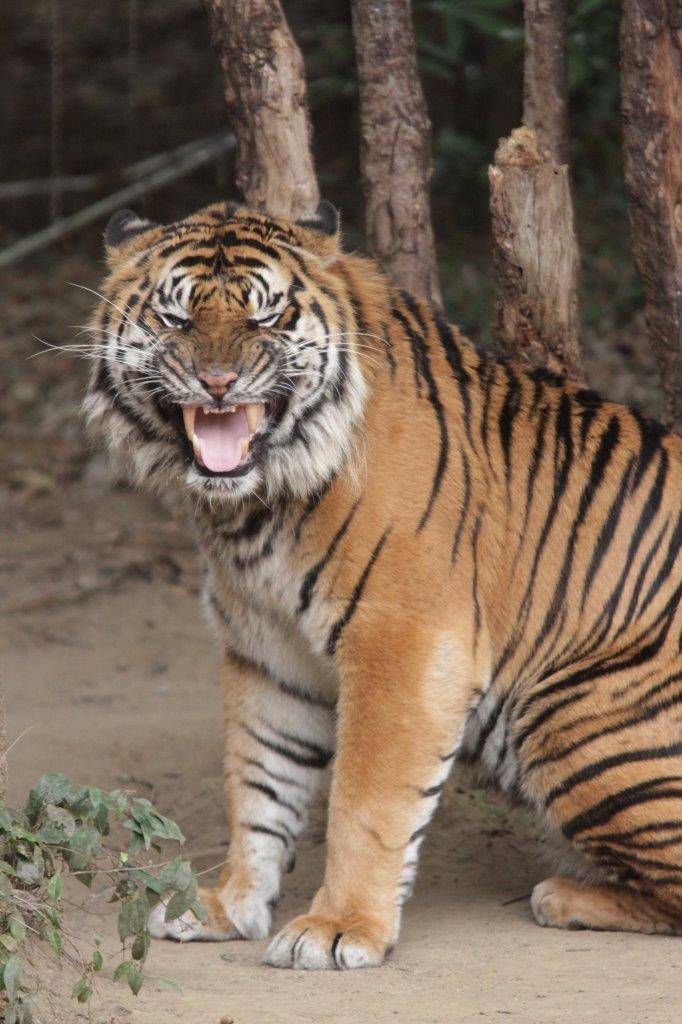 フレーメンするガンター