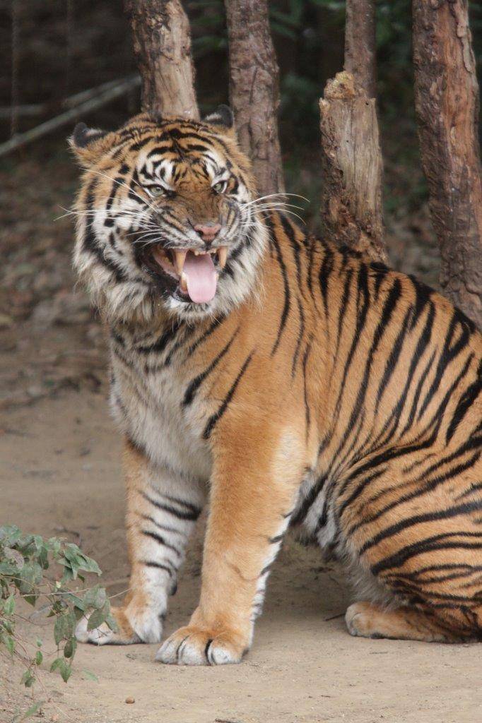 フレーメンをするガンター