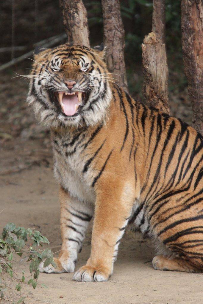 まるで笑っているかのようなガンターのフレーメン