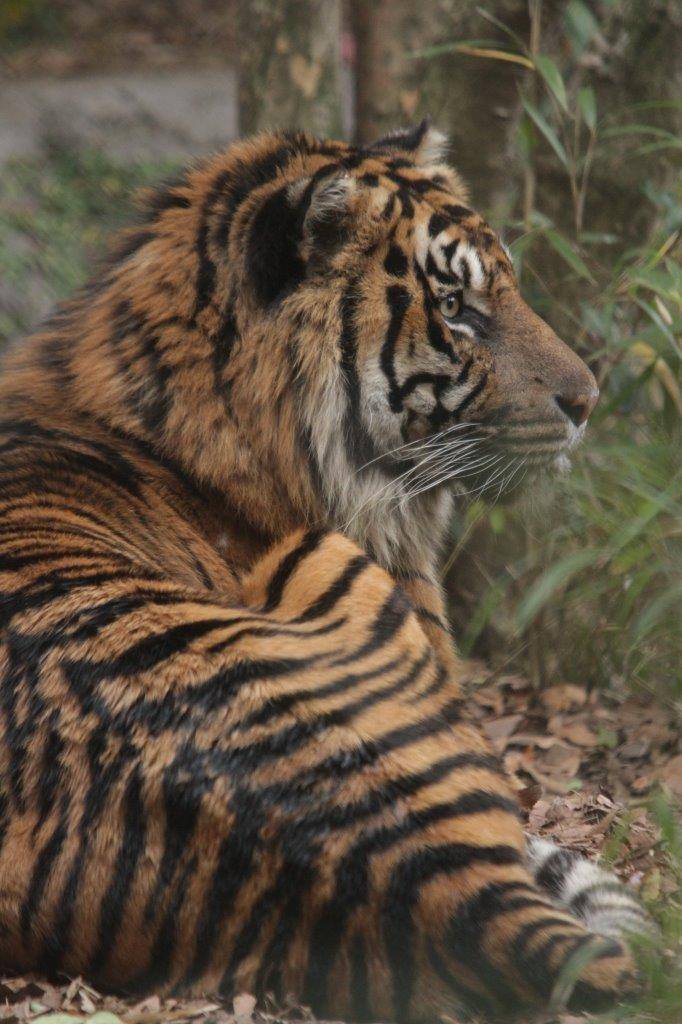 落ち葉の上で休むガンター