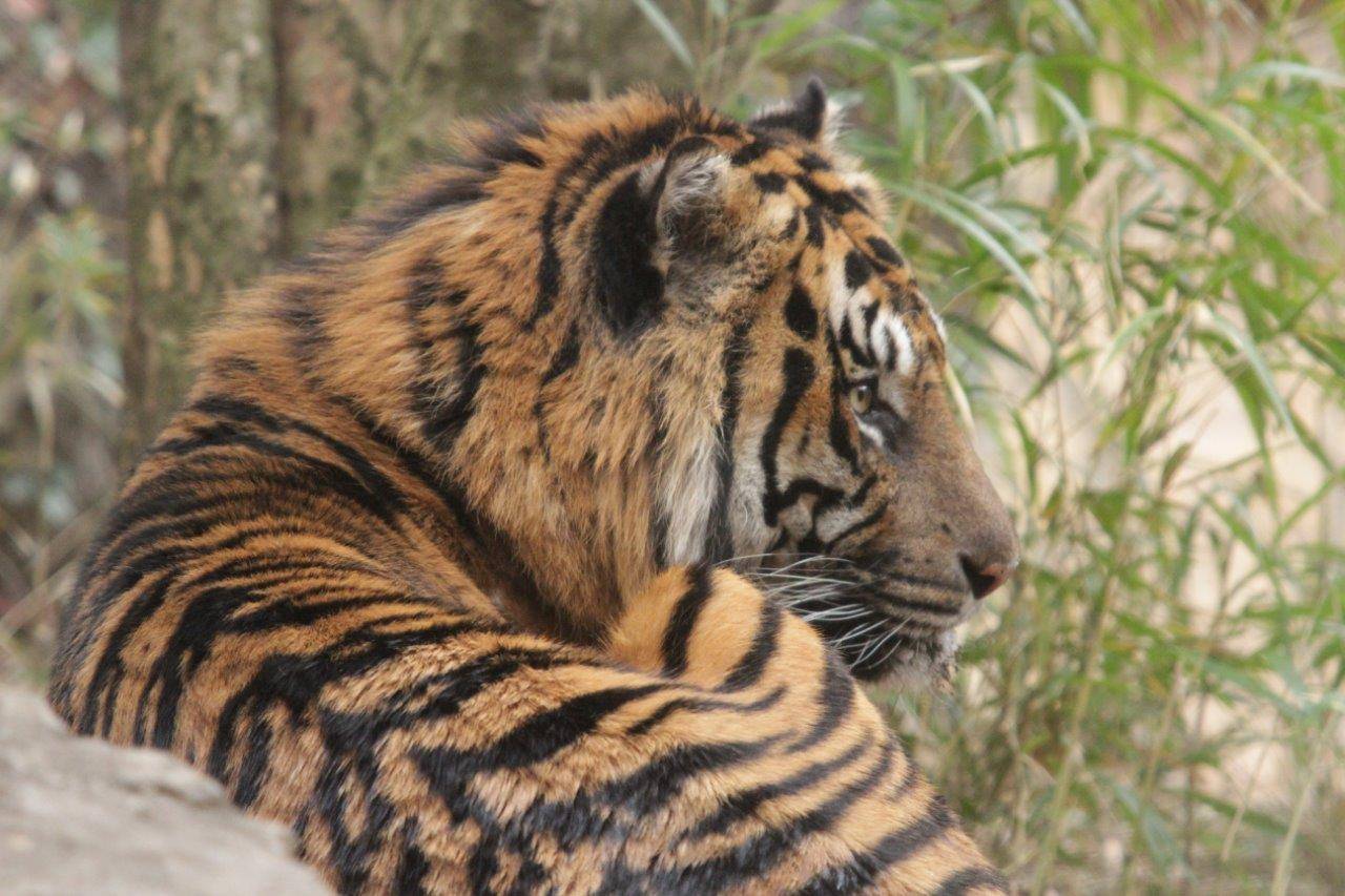 冬毛なのでモコモコしているガンター