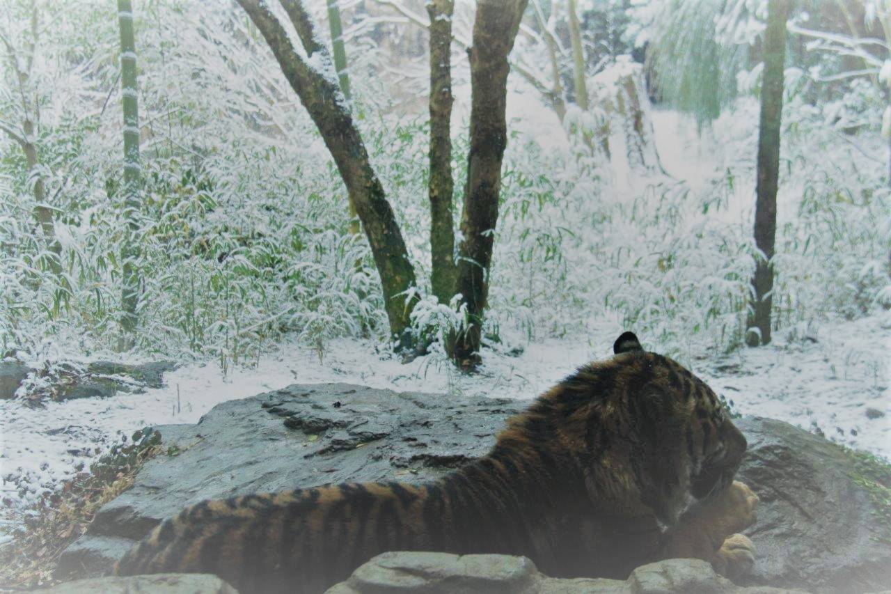 すっかり雪景色となった