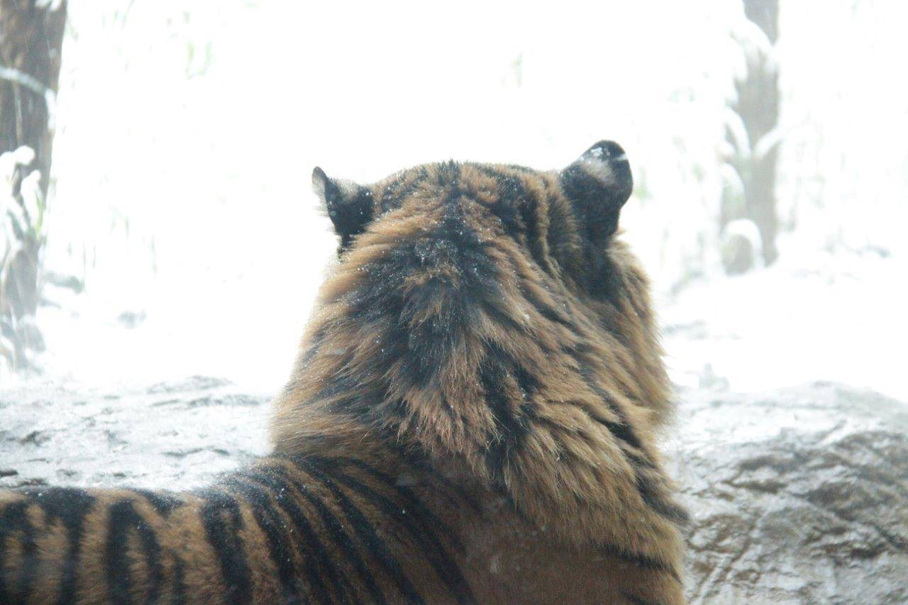 鬣が目立つガンター