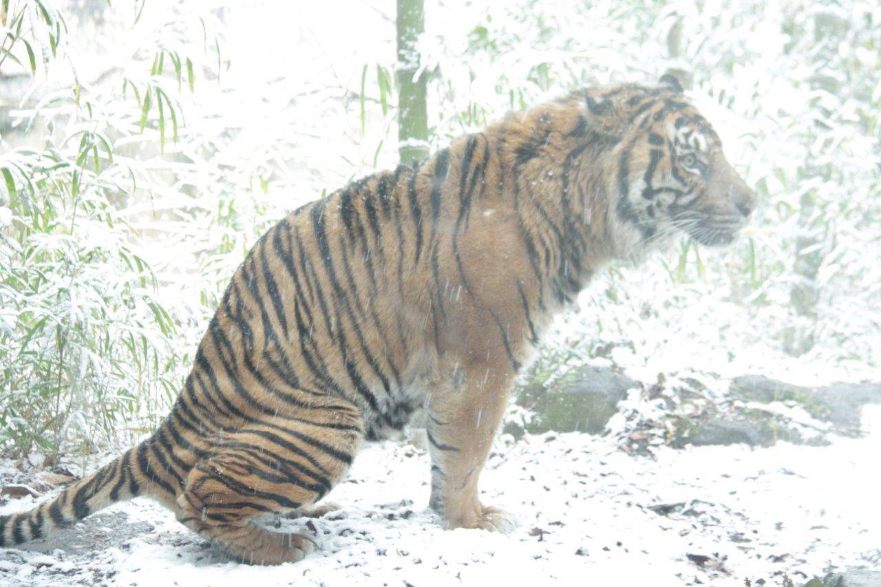 雪が積もった落ち葉の上に来たガンター