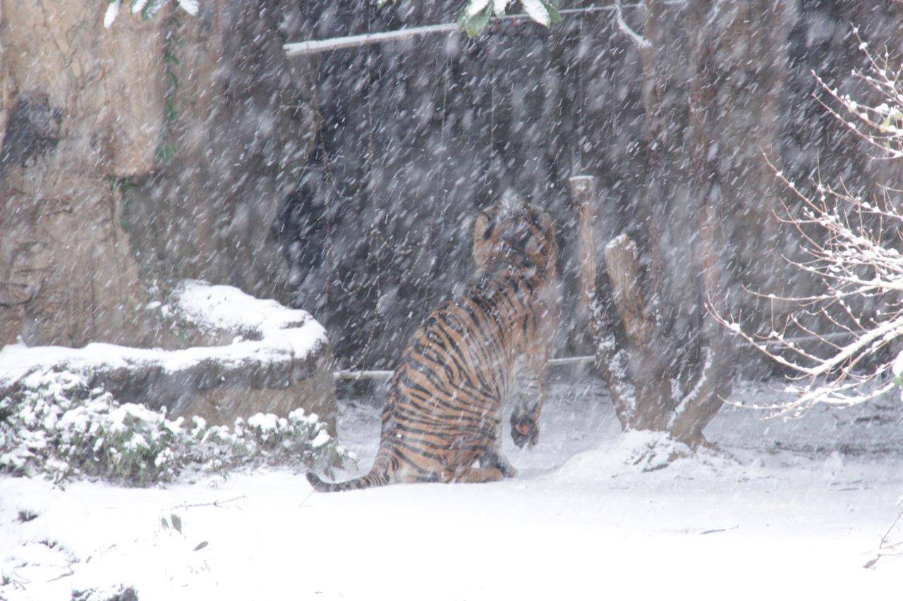 雪が冷たいのか? 前肢を持ち上げるガンター