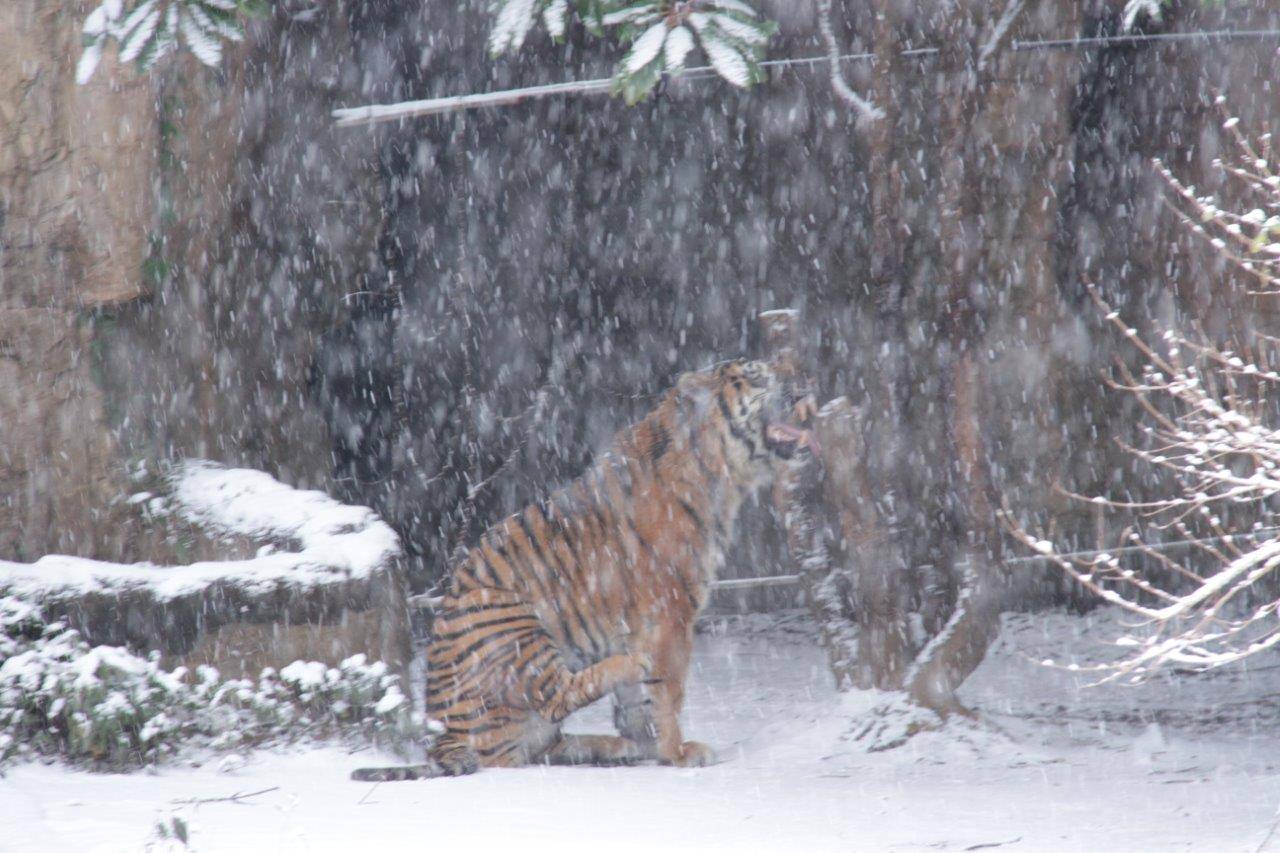 雪が冷たいのか? 後肢を持ち上げるガンター