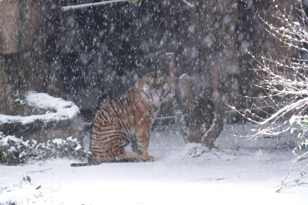 雪の中、フレーメンするガンター