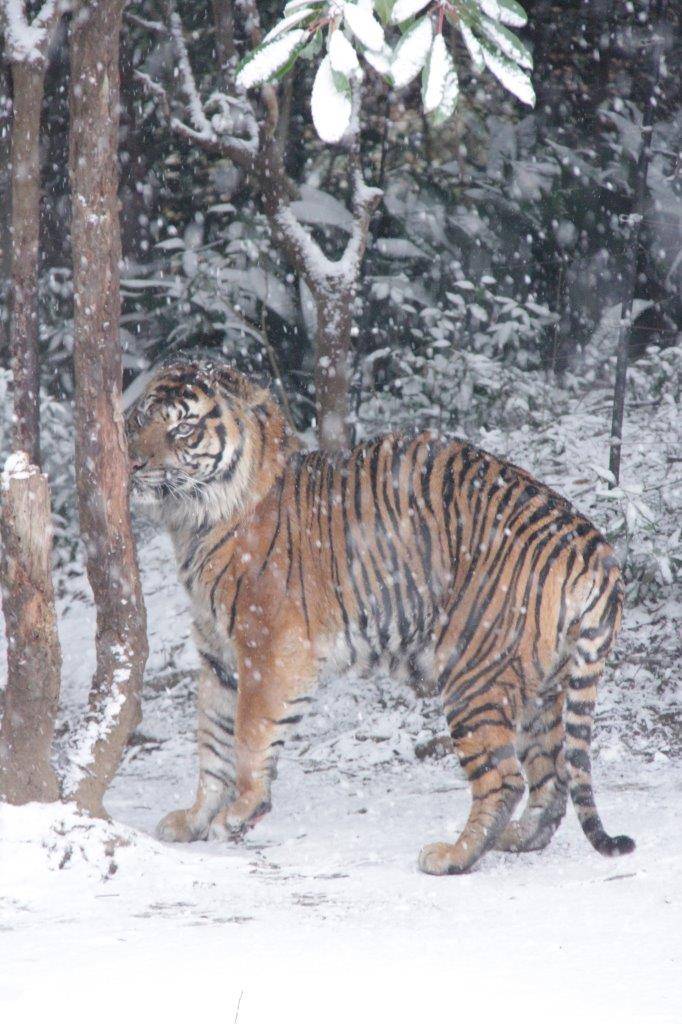 雪の中、匂いを嗅ぐガンター