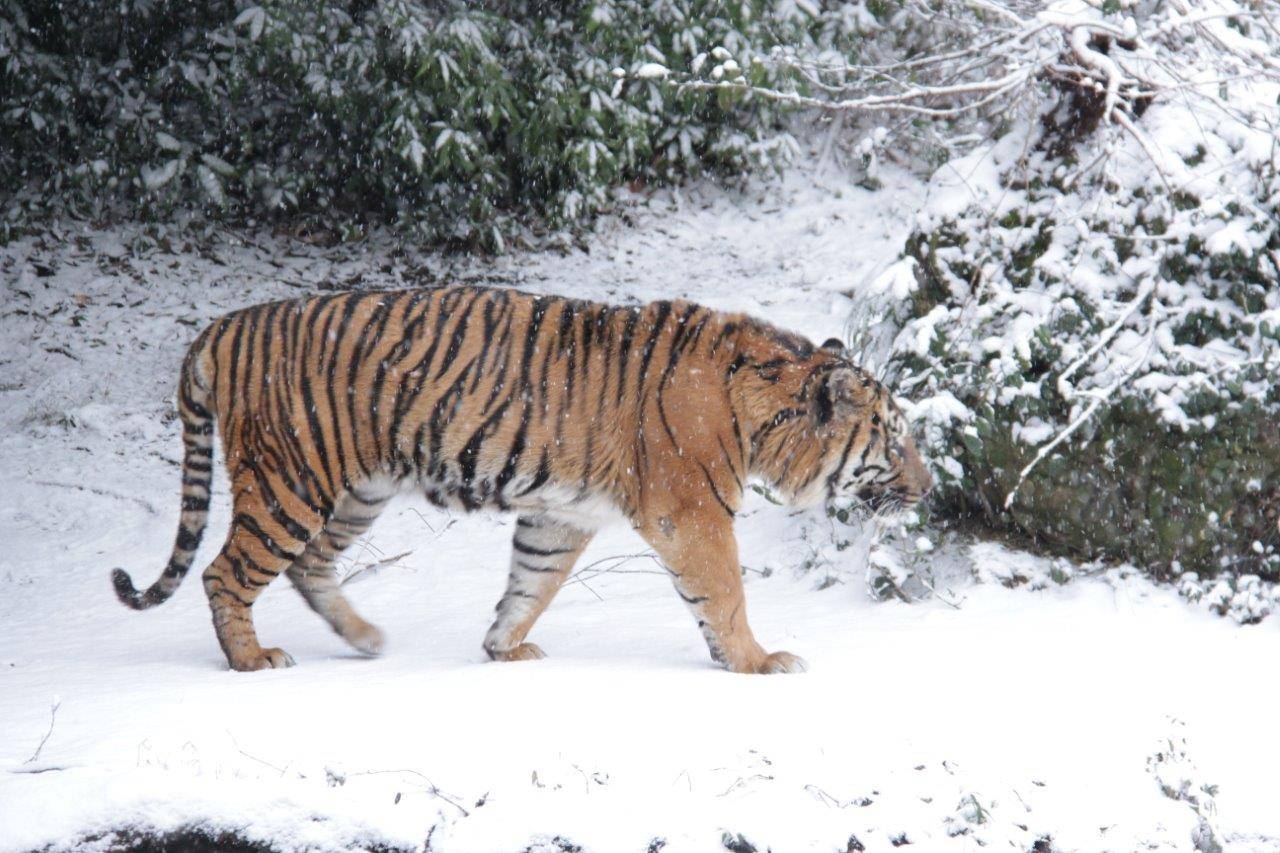 雪の中を歩くガンター