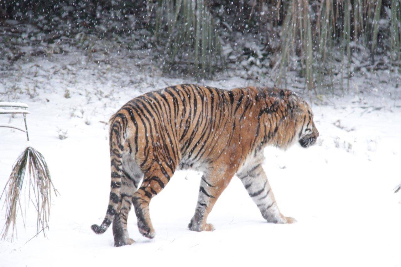 雪上を歩くガンター