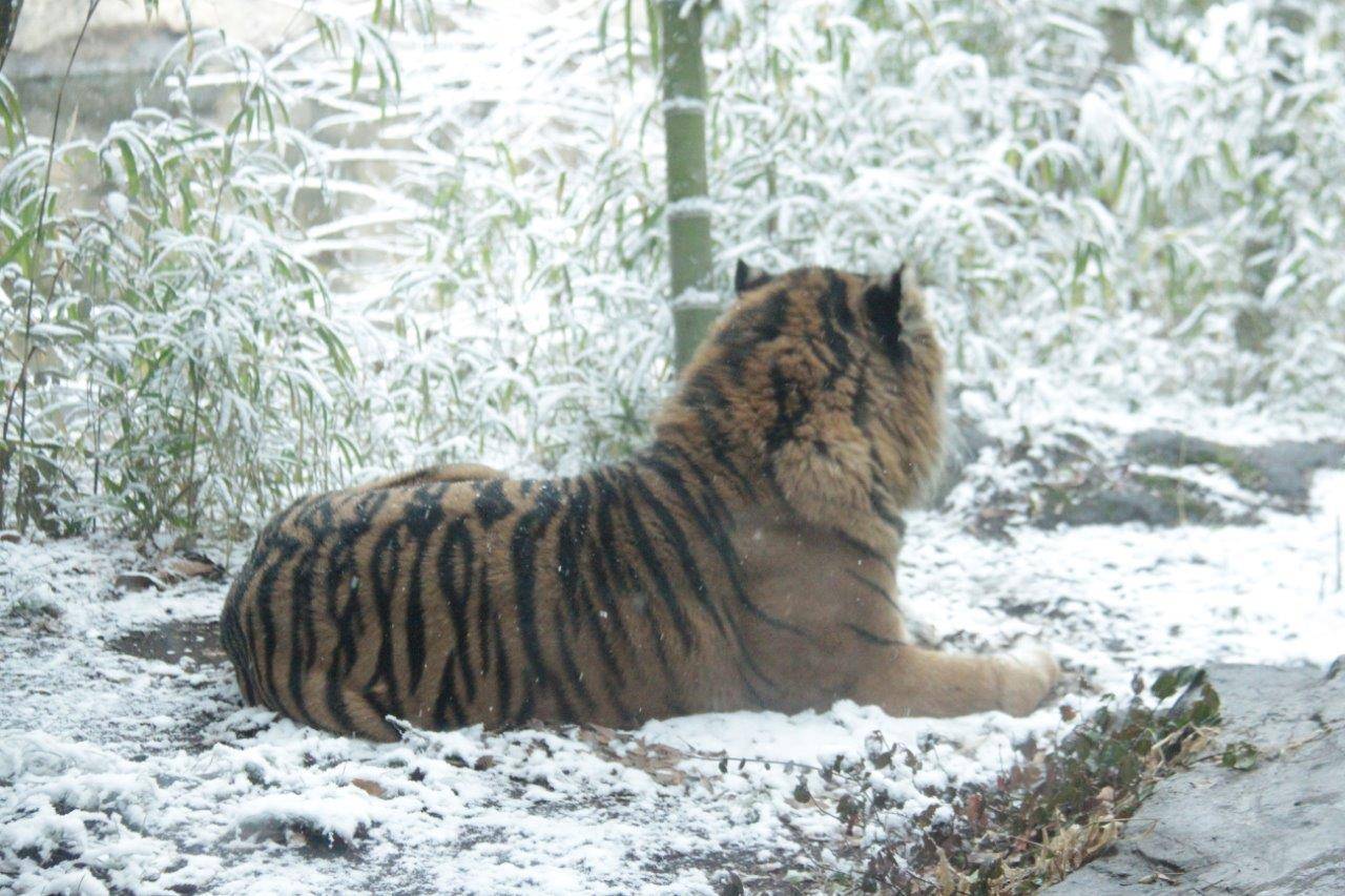 雪が積もった落ち葉の上で休むガンター