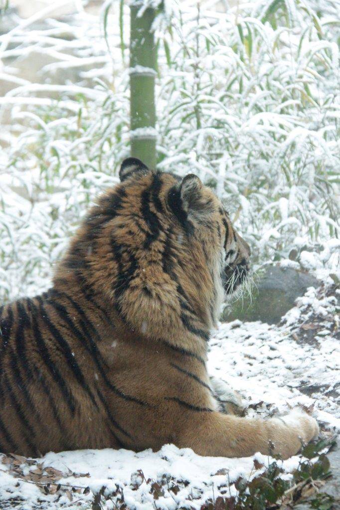 雪の中で休むガンター