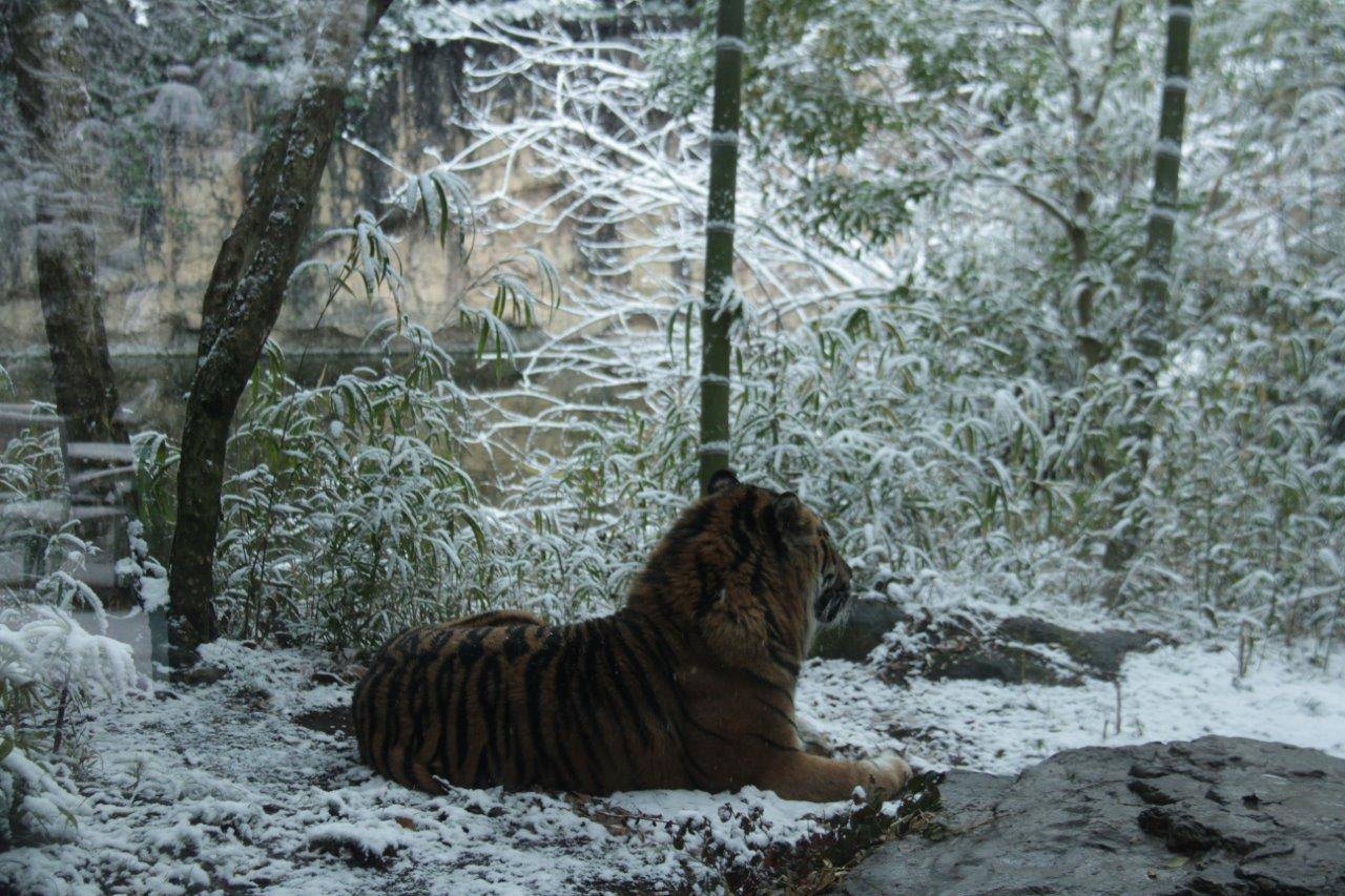 雪の中、落ち葉の上で休むガンター