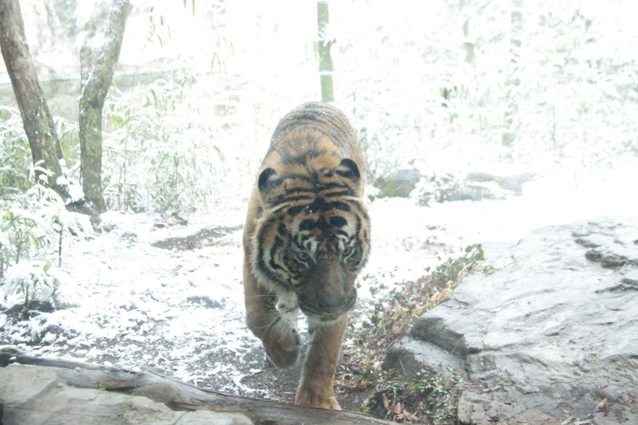 雪を避け、軒下に移動するガンター