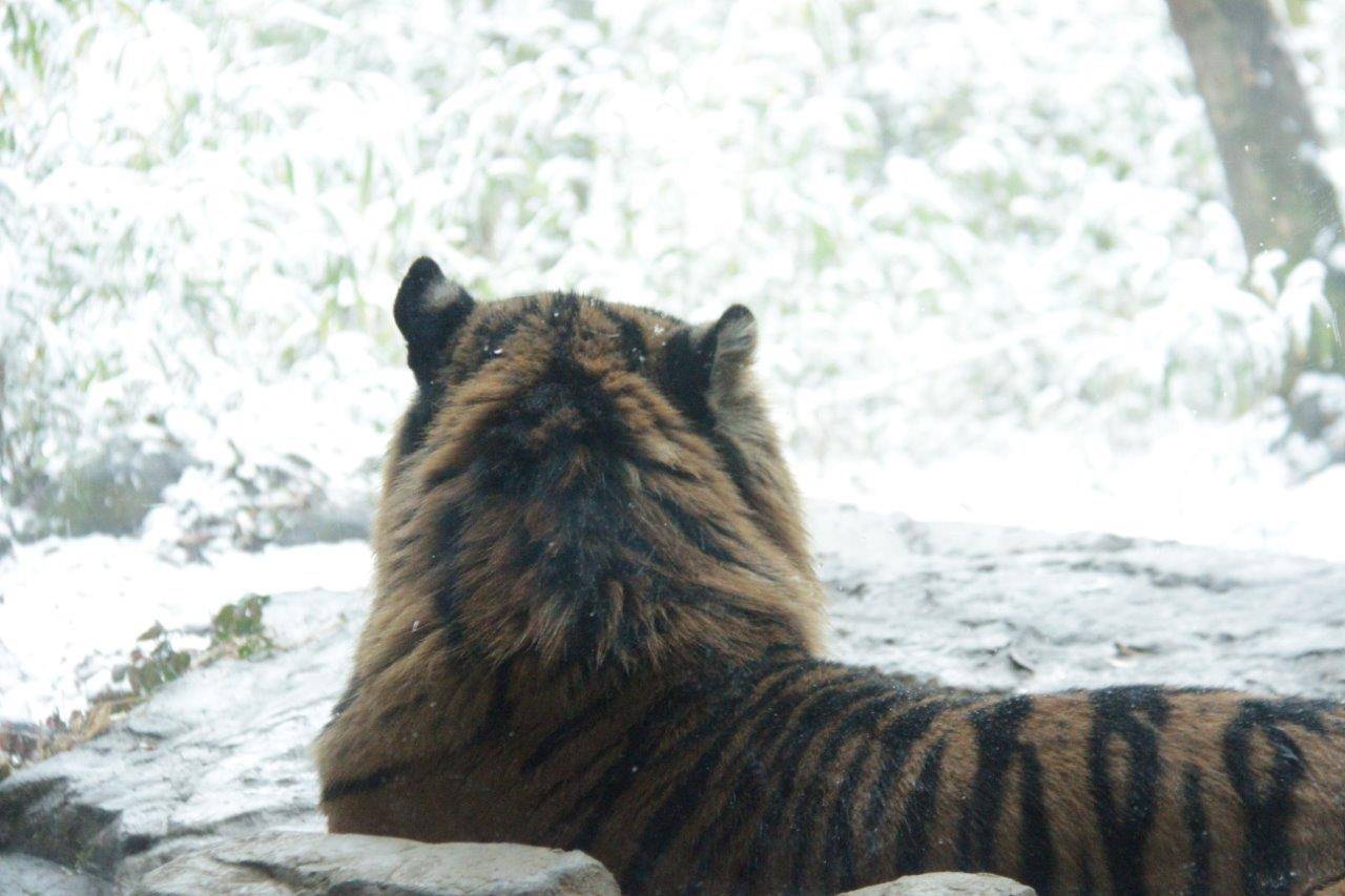 頭部はモコモコしているガンター