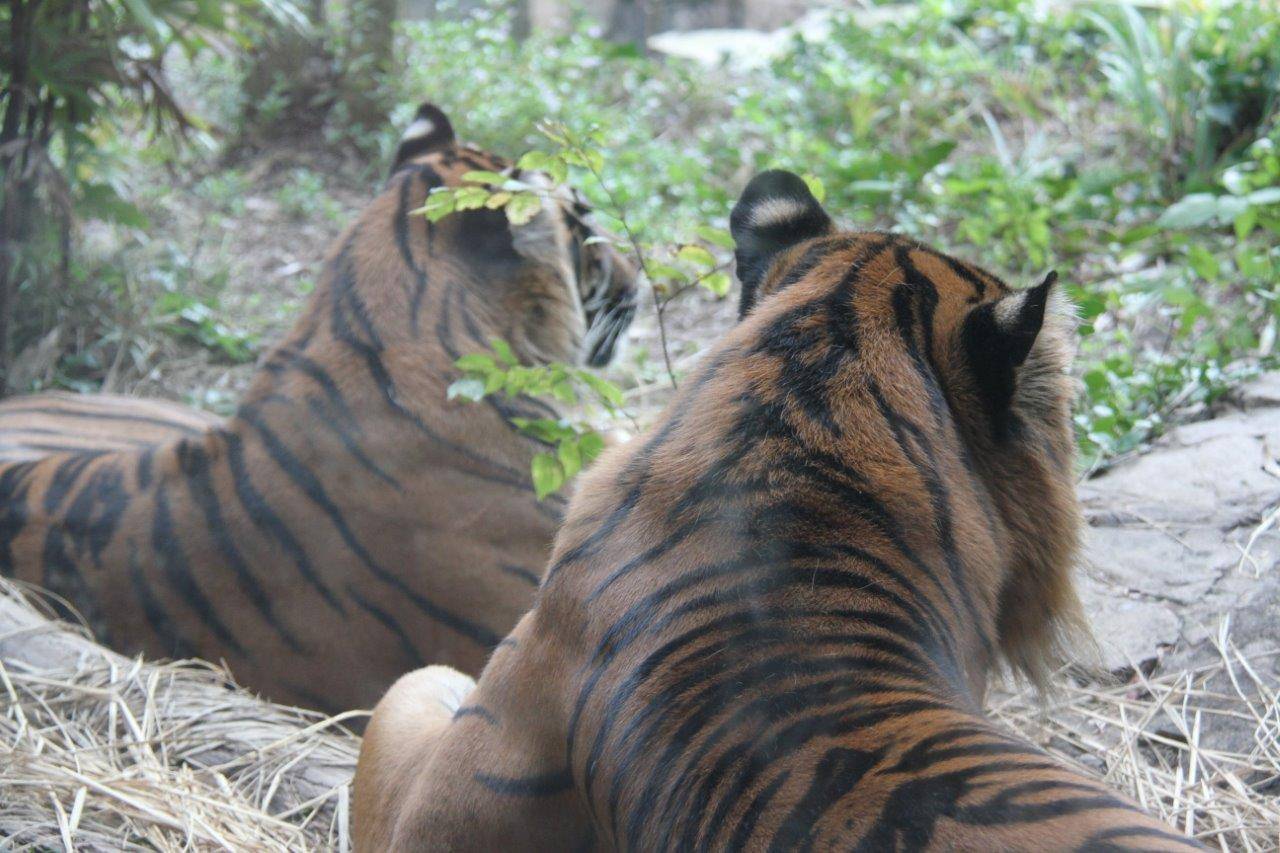 ガラス前で休むガンターとデル