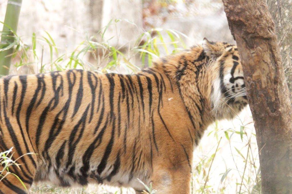 木の匂いを嗅ぐガンター