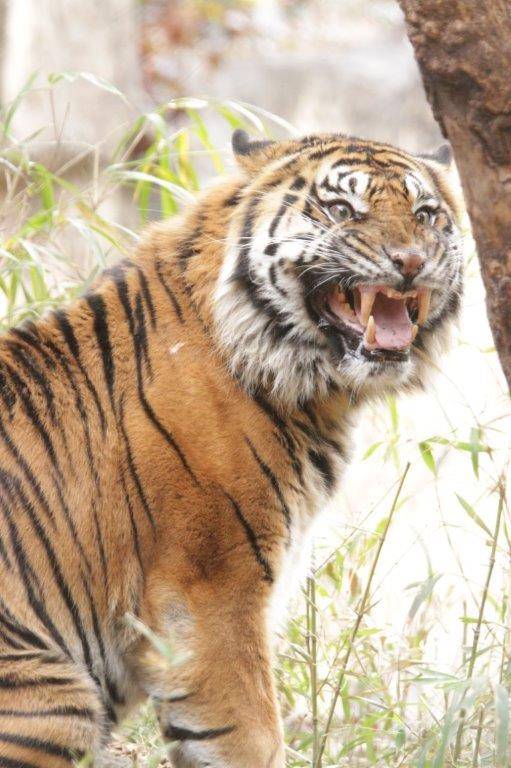 フレーメンするガンター①