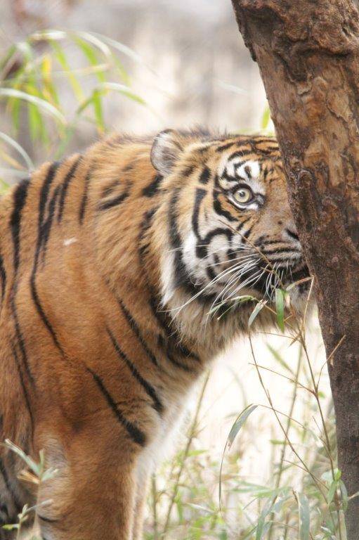 真剣な表情で匂いを嗅ぐガンター