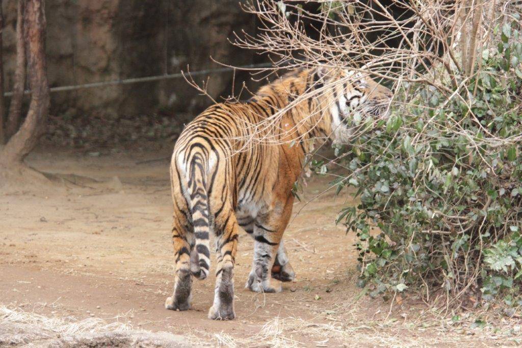 色々匂ってまわるガンター