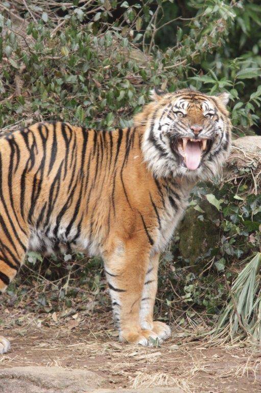 フレーメンするガンター④