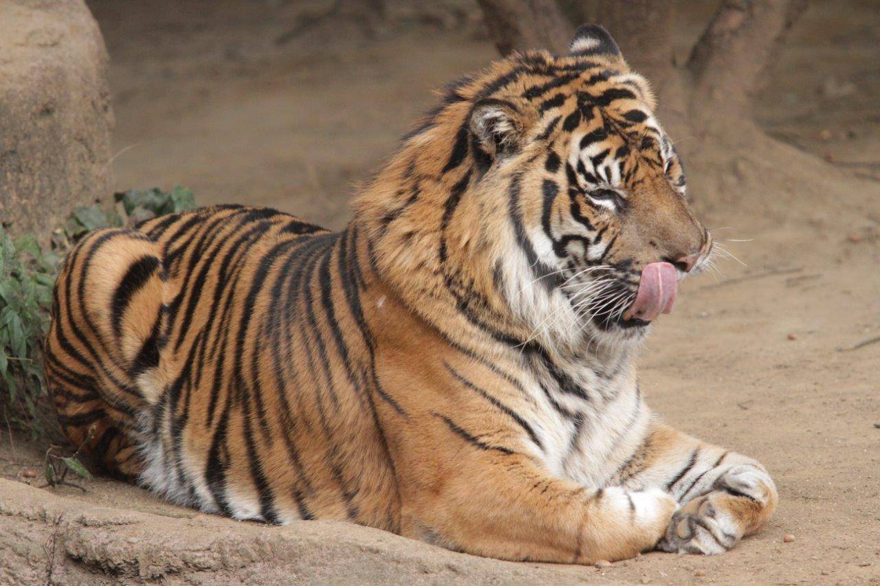 口の周りを舌で舐めるガンター