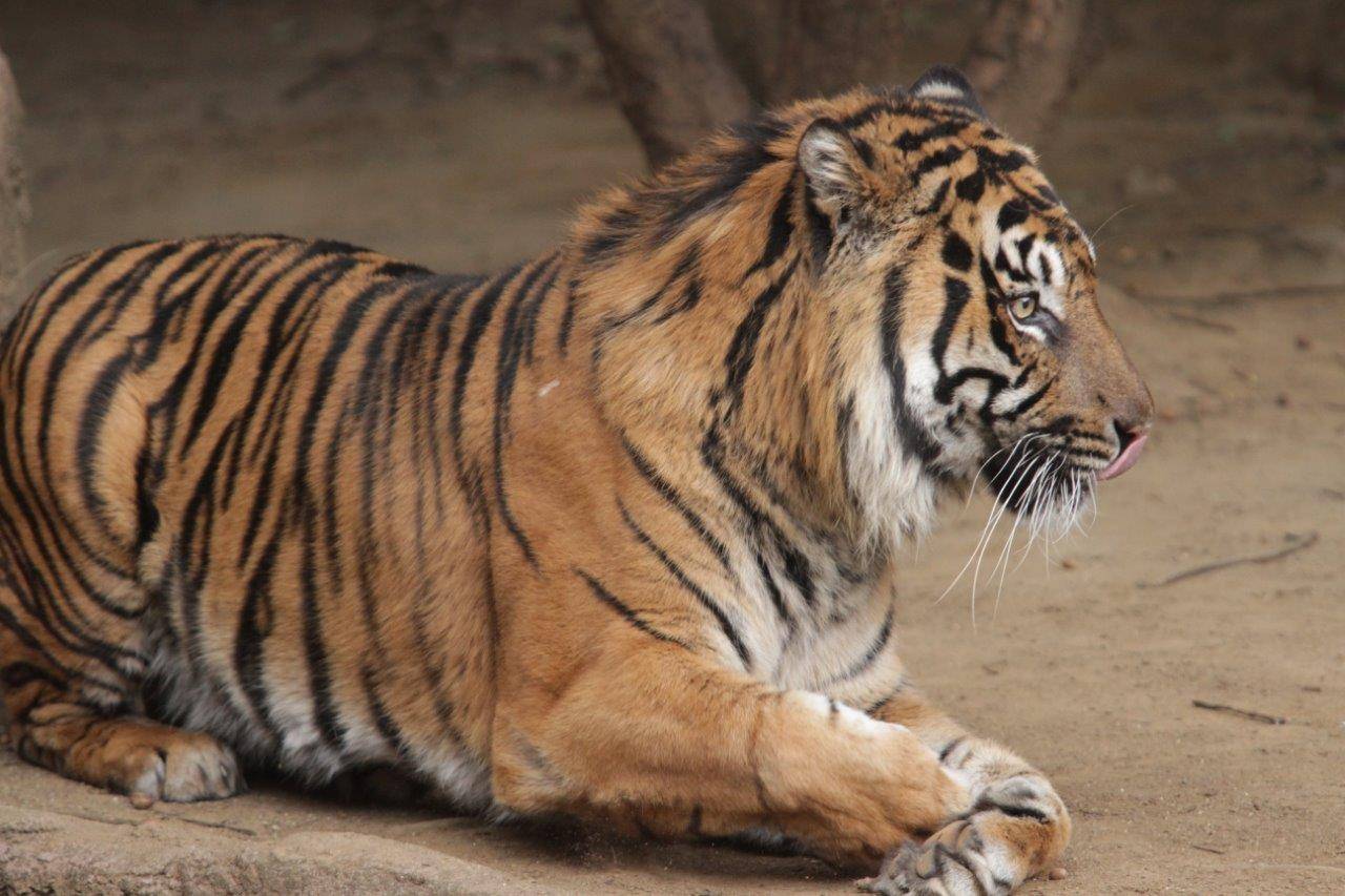 舌なめずりをするガンター