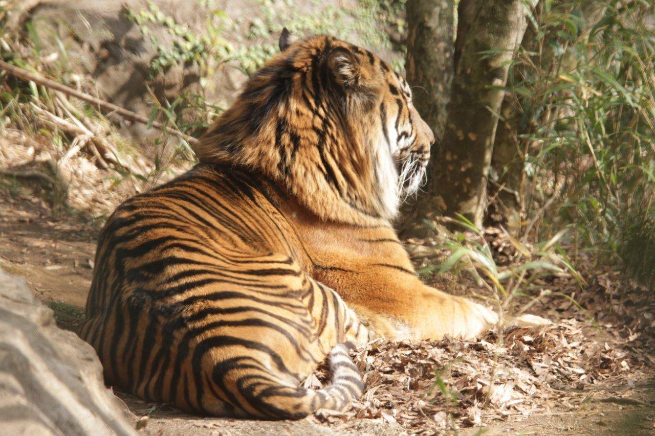 鬣が目立つガンター