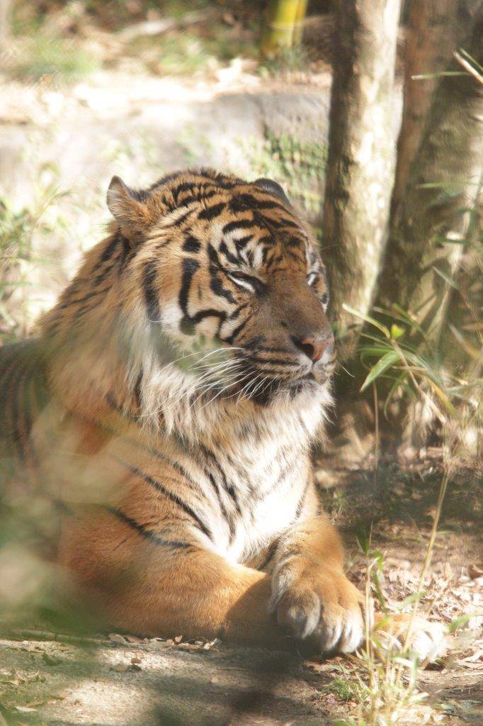 落ち葉の上で腕組みをして目を細めるガンター