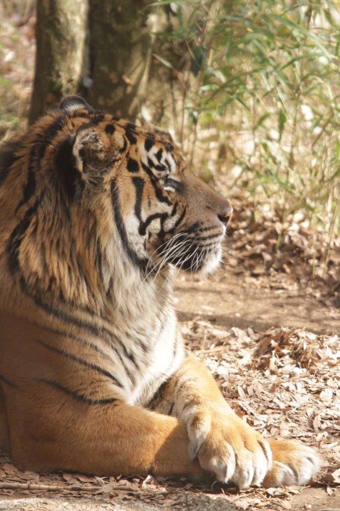 落ち葉の上で腕組みをして休むガンター①