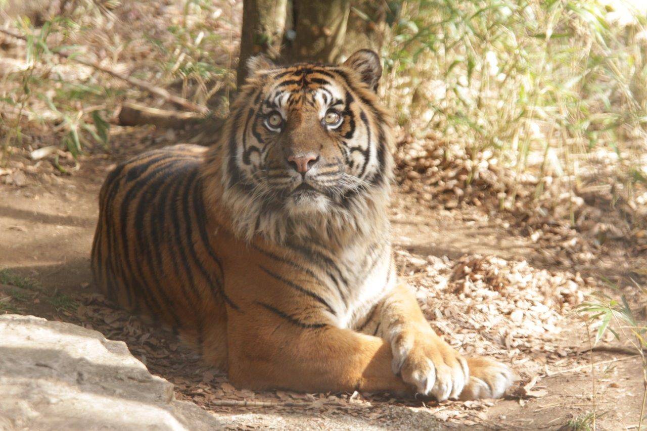 落ち葉の上で腕組みをして休むガンター②