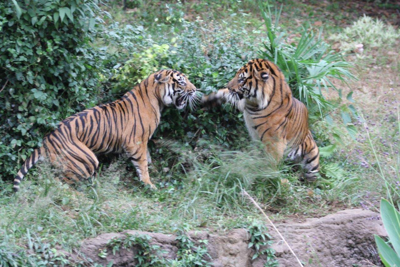 激しく闘争するガンターとデル①
