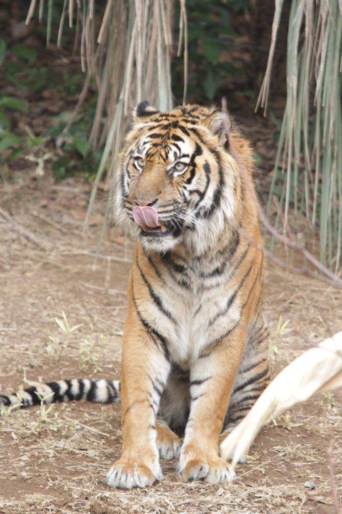 風格たっぷりのガンター