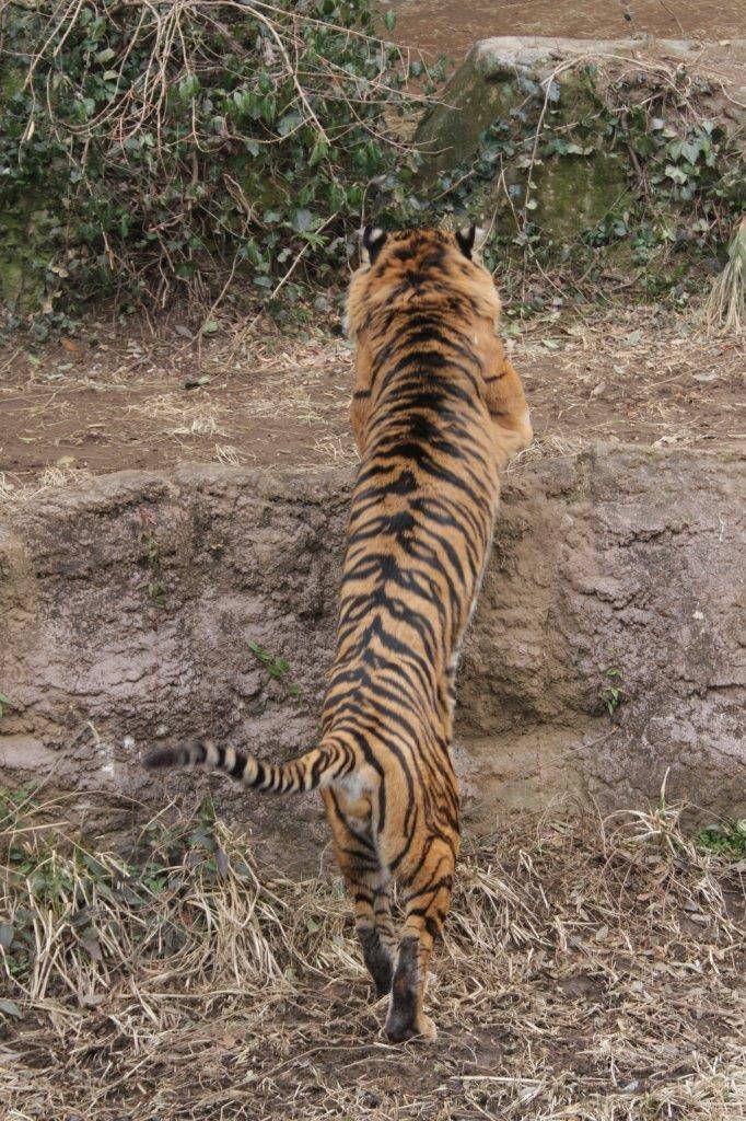 土手から上がるガンター