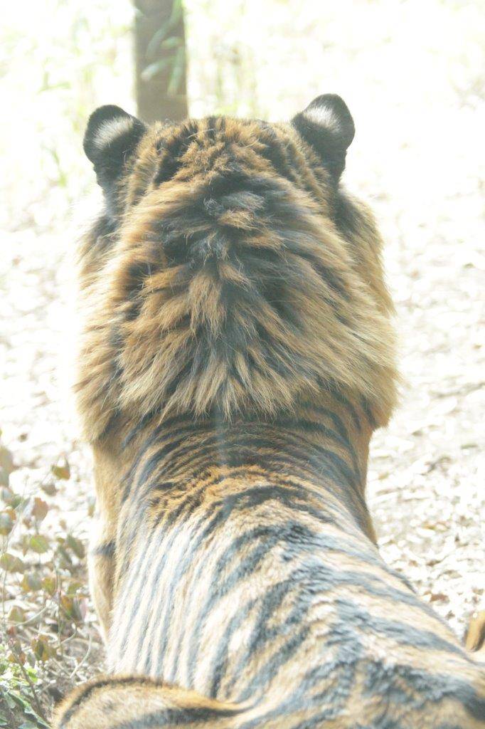 まるでカットしたように、鬣ばかりが目立つガンター