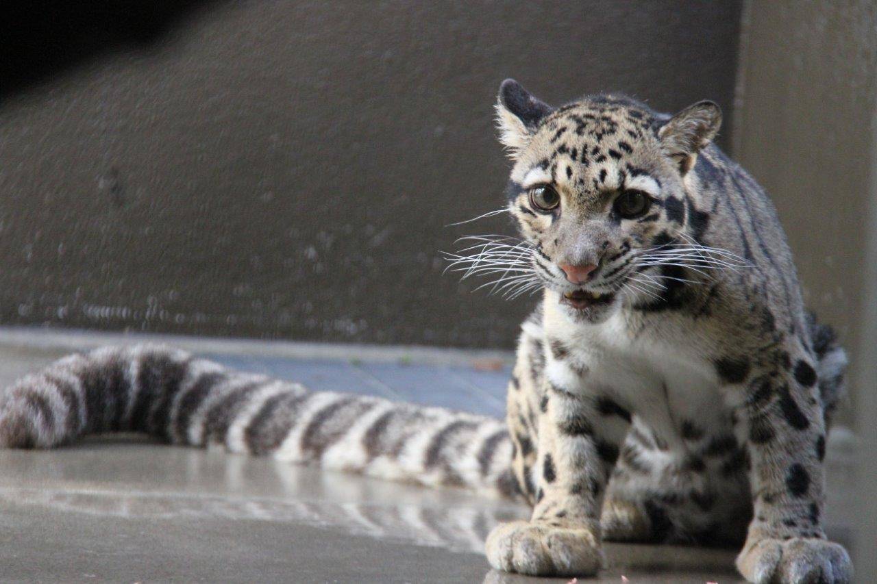 まだ若い頃のアニル