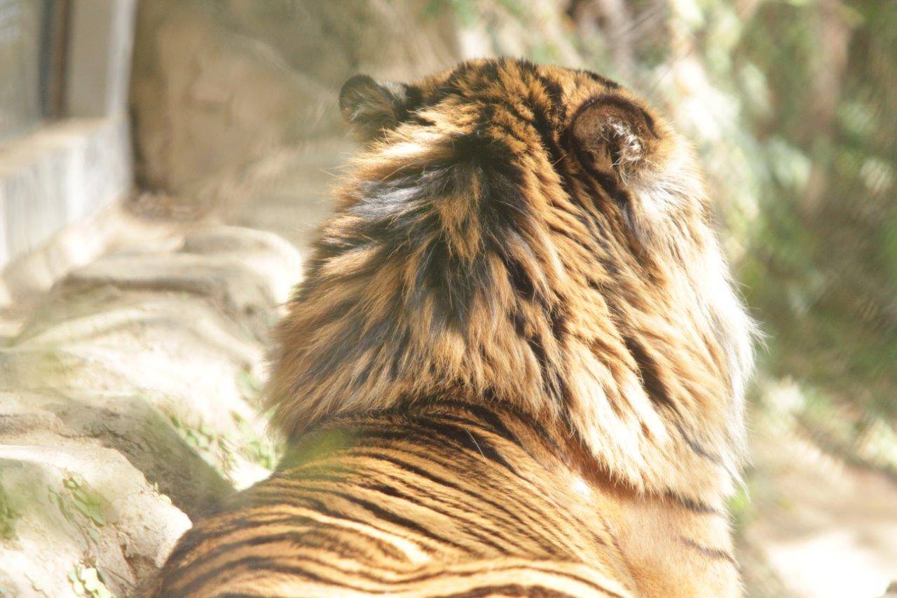 鬣が目立つ後ろ姿