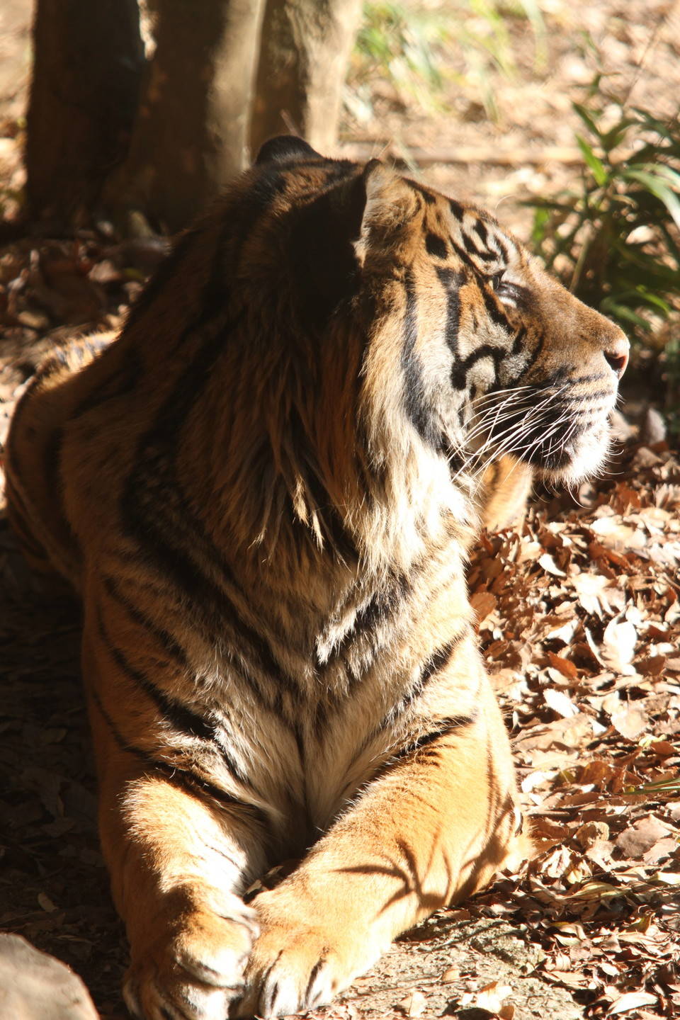 ちゃっかりしてるね 笑 すまとらとらブログ よこはま動物園ズーラシア公式サイト 公益財団法人 横浜市緑の協会 ちゃっかりしてるね 笑 すまとらとらブログ よこはま動物園ズーラシア公式サイト 公益財団法人 横浜市緑の協会