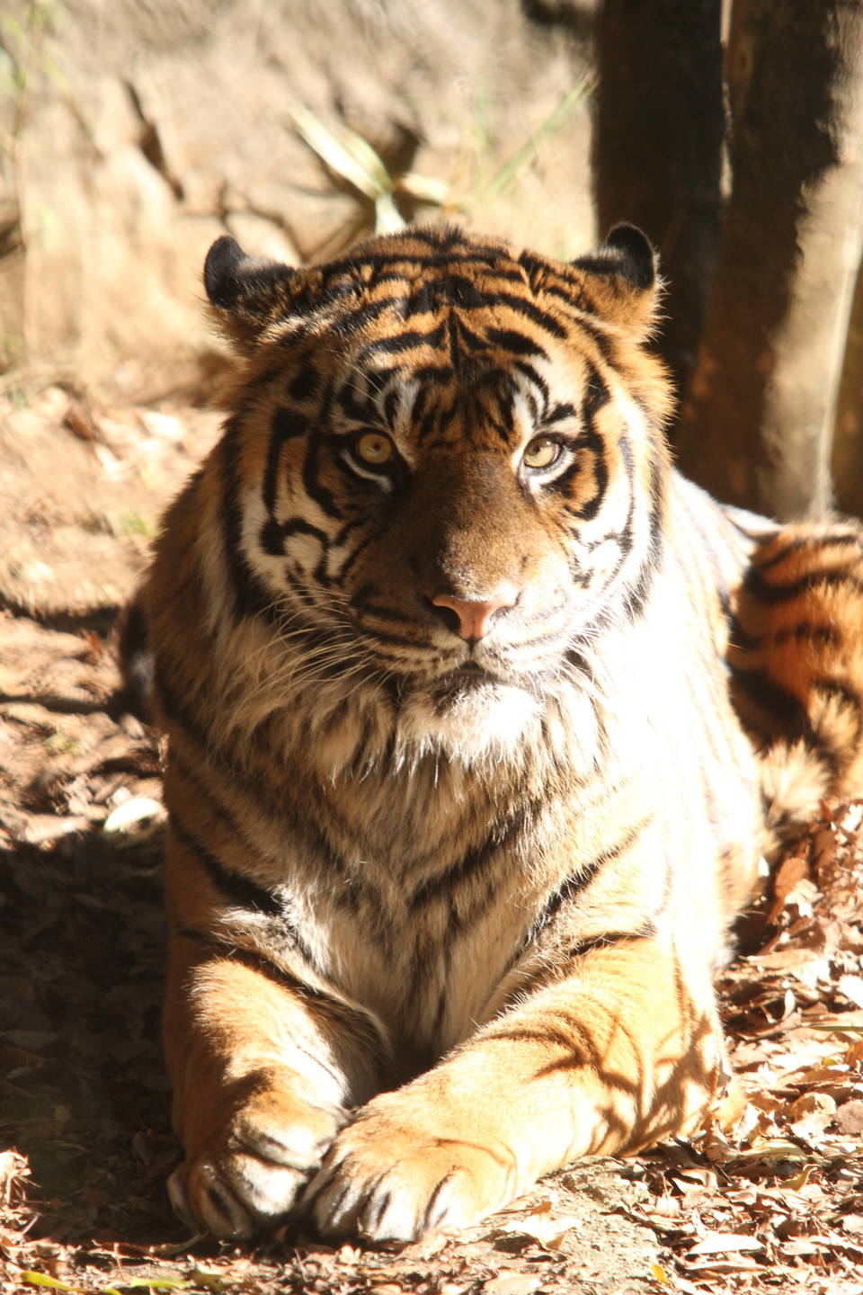 ちゃっかりしてるね 笑 すまとらとらブログ よこはま動物園ズーラシア公式サイト 公益財団法人 横浜市緑の協会 ちゃっかりしてるね 笑 すまとらとらブログ よこはま動物園ズーラシア公式サイト 公益財団法人 横浜市緑の協会